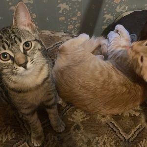 Meet your Posher, Trey